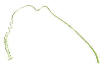 Cucumber sprout swirl isolated on white background, full depth of field, clipping path