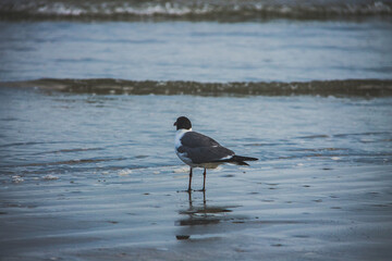 seagull on the beach