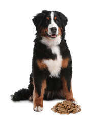 Cute dog and tasty bone shaped cookies on white background - obrazy, fototapety, plakaty