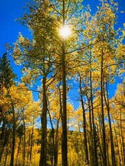 autumn in the forest