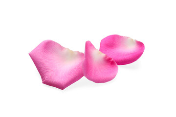 Many pink rose petals on white background