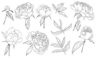 Naklejka premium Vintage hand drawn peonies set, buds, open and blooming, black and white pencil simple sketch on a white background