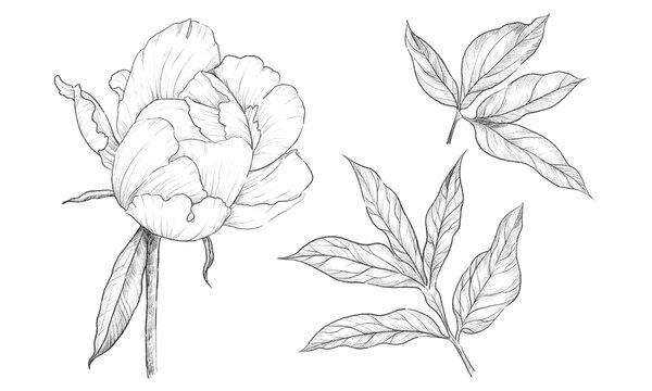 Vintage hand drawn peonies set, buds, open and blooming, black and white pencil simple sketch on a white background