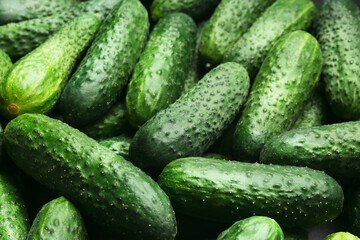 Fresh whole ripe cucumbers as background, closeup