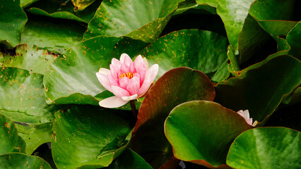 Nymphaea Lotus flower Marliacea Rosea or Pink Water Lily on the water
