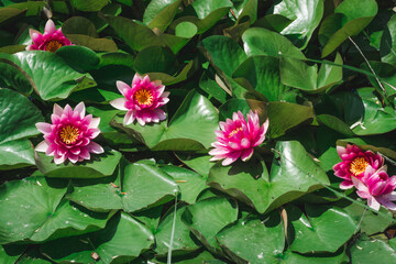 Beautiful pink water lily flowers among green leaves. Several magenta lotus flowers under sunlight...