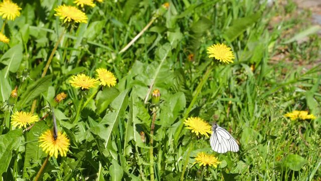 Butterflies on yellow dandelion flowers in a field, summer.