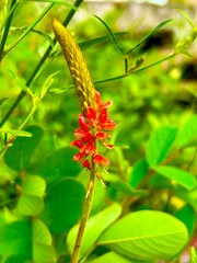 red and yellow flowers