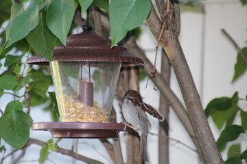 Naklejka premium bird on feeder