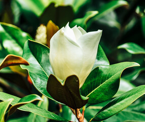 beautiful white Magnolia grandiflora, southern magnolia or bull bay on the tree