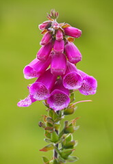Purple foxglove (digitalis pupurea) with green background © Marta Miranka