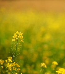 Rapeseed flower with space for text