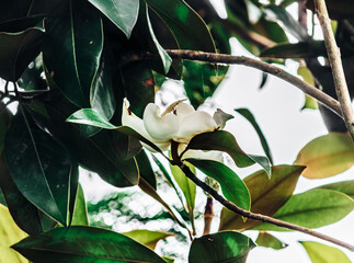 beautiful white Magnolia grandiflora, southern magnolia or bull bay on the tree
