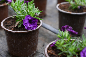 Close up of pots with blooming plants. Growing flower seedlings