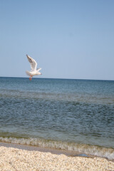 seagull on the beach
