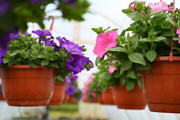 Flowering petunia in the greenhouse. Hanging flower pots in a greenhouse, close up