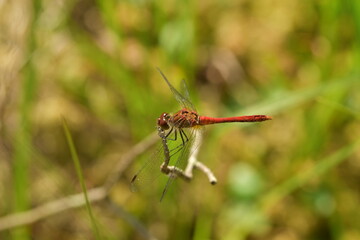 Male common red darter in UK