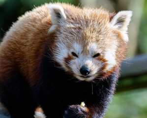 Obraz premium A portrait of a Red Panda