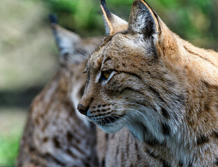 Obraz premium A portrait of a Eurasian Lynx