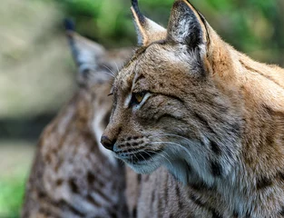 Outdoor kussens A portrait of a Eurasian Lynx © Roger Utting