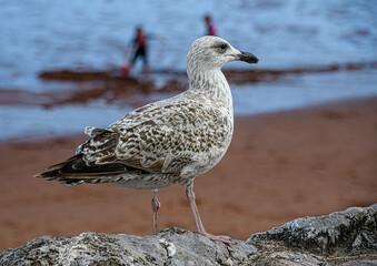 A juvenile Herring Gull perched on a beach side wall