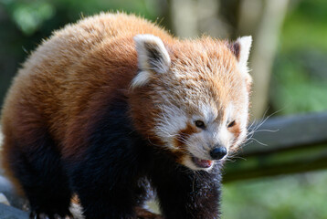 Fototapeta premium A portrait of a Red Panda