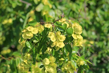 Green fruits and leaves on a branch of Paliurus spina-christi