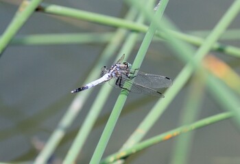 Blue dragonfly on a blade of grass