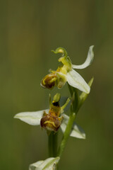 Pale form of bee orchid