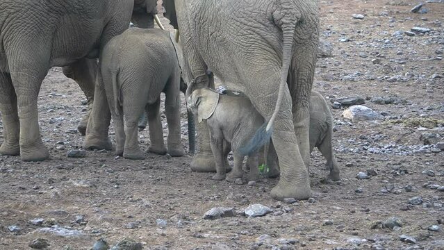 A mother elephant with a twin babies drinking milk.