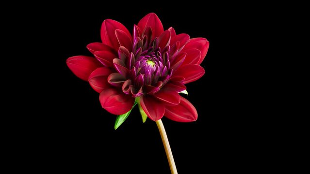 Big red dahlia flower blooming time lapse. Macro time lapse on black background