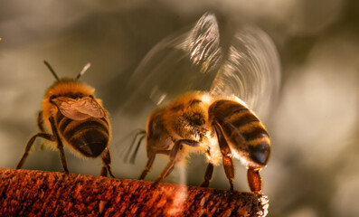 The bee flaps its wings, cools the hive.