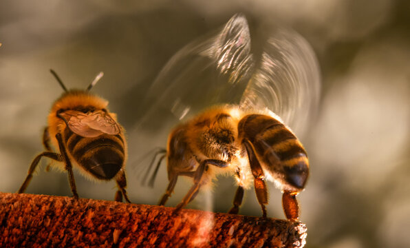 The Bee Flaps Its Wings, Cools The Hive.