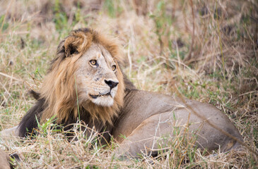 lion in the grass