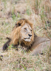 portrait of a lion