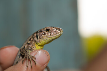 Close-up of a lizard on the arm