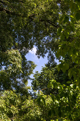 Aperçu du ciel bleu à travers le feuillage des arbres du Jardin des plantes de Montpellier