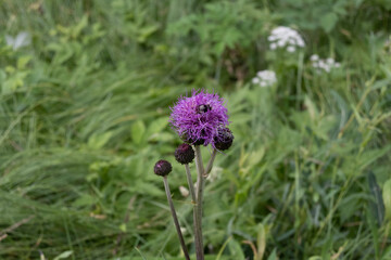 Flowers in summer nature, view of Czech landscape in summer time
