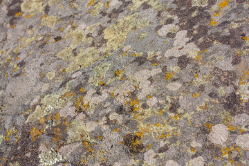 Background of the stone in a moss