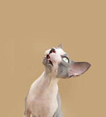 Obraz na płótnie Canvas Portrait funny sphynx cat lookin gup begging food. Isolated on beige background