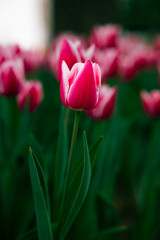Flower photo. Pink tulip in focus. Spring blossom background photo