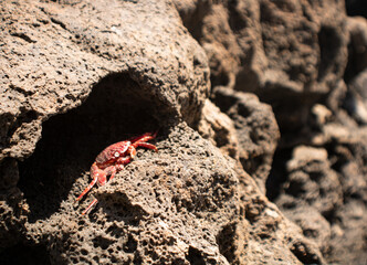 crab on rock