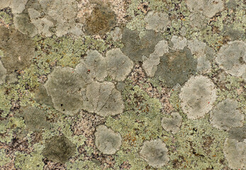 An old gray cracked stone covered with a white fungus. For background or texture
