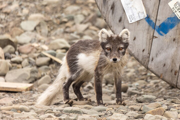 Junger Polarfuchs im Sommer
