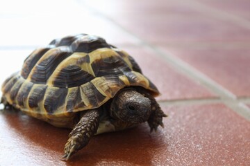baby turtle close-up