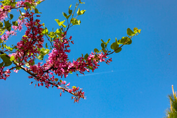 Pink flowers of the judas tree. Nature or spring blossom background photo