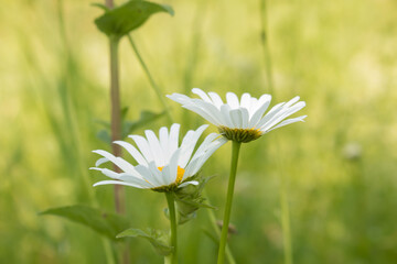 Two daisies growing in a field