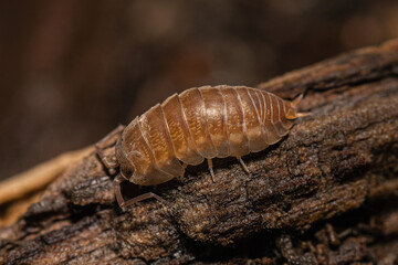 Cylisticus convexus woodlouse on a dead wood