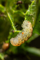 Flower Fly larvae hunting on a aphid 