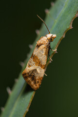 Phalonidia contractana small moth sitting on a leaf 
